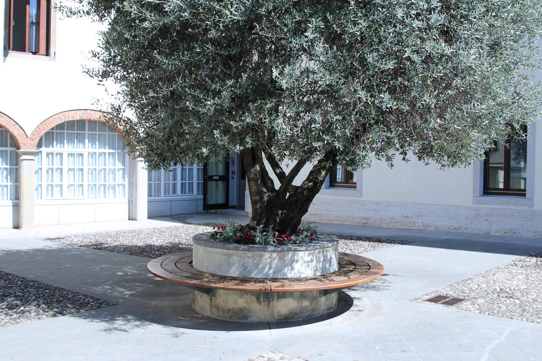 Cortile interno del Collegio con un ulivo
